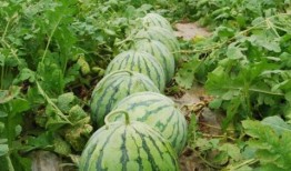 山东吃生瓜的网红有哪些,山东网红吃生瓜挑战盘点